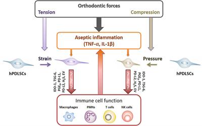 Frontiers | immunomodulatory activities of periodontal ligament stem